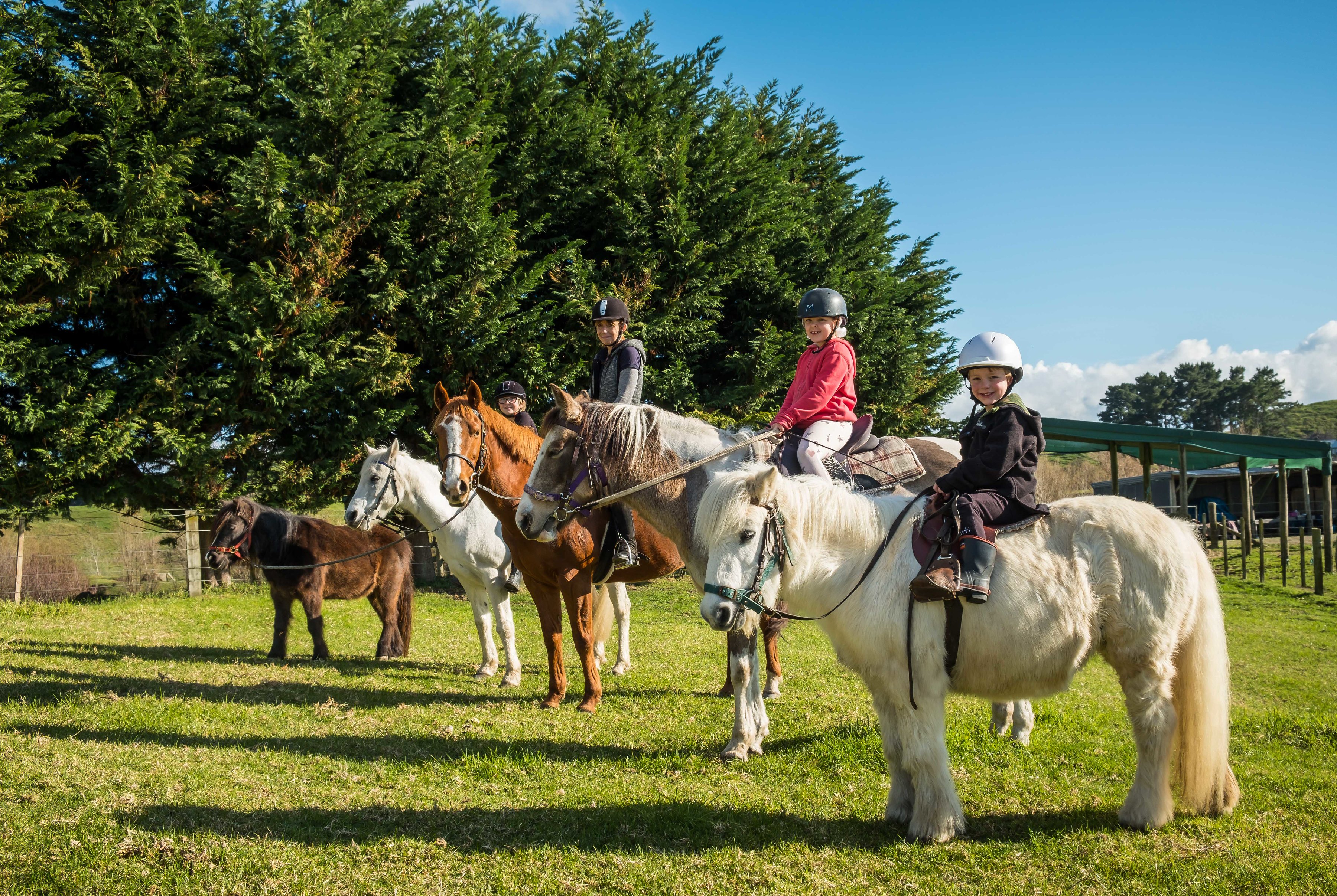 horses lined up for trekking at Te Horo Equestrian.
